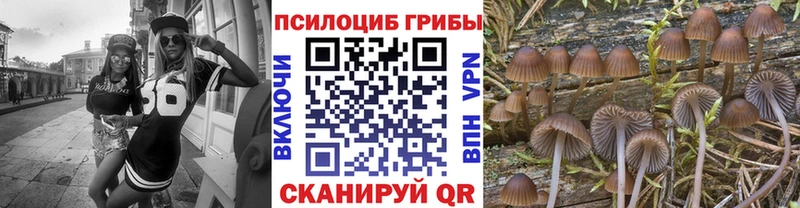 Псилоцибиновые грибы Cubensis Кораблино